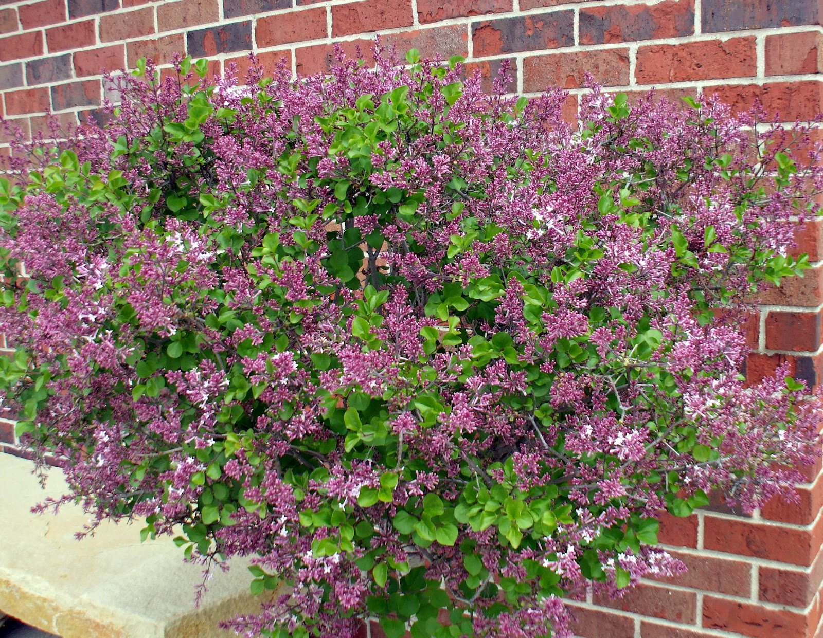 Dwarf Lilac Bush Varieties