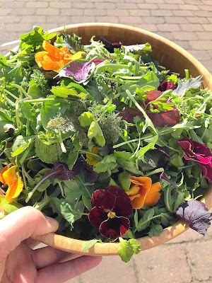 Mysterioses Blaumeisensterben In Deutschland Tote Blaumeisen