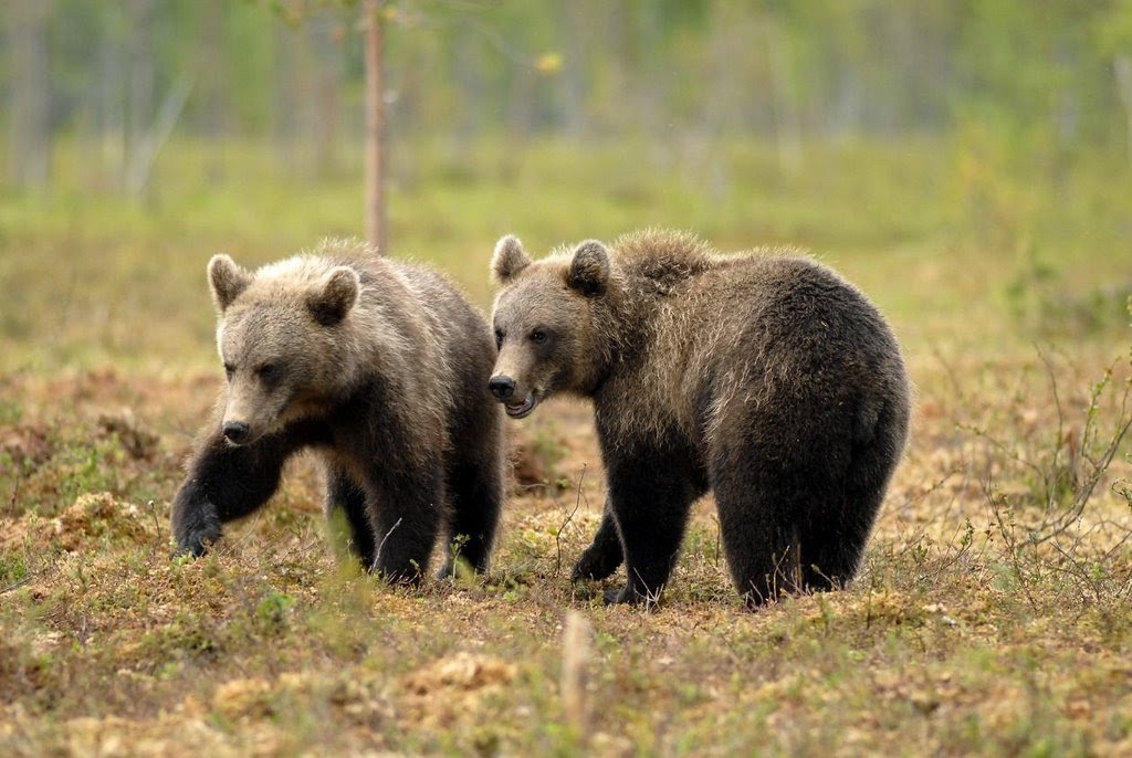 Äärimmäinen nuori porno putket