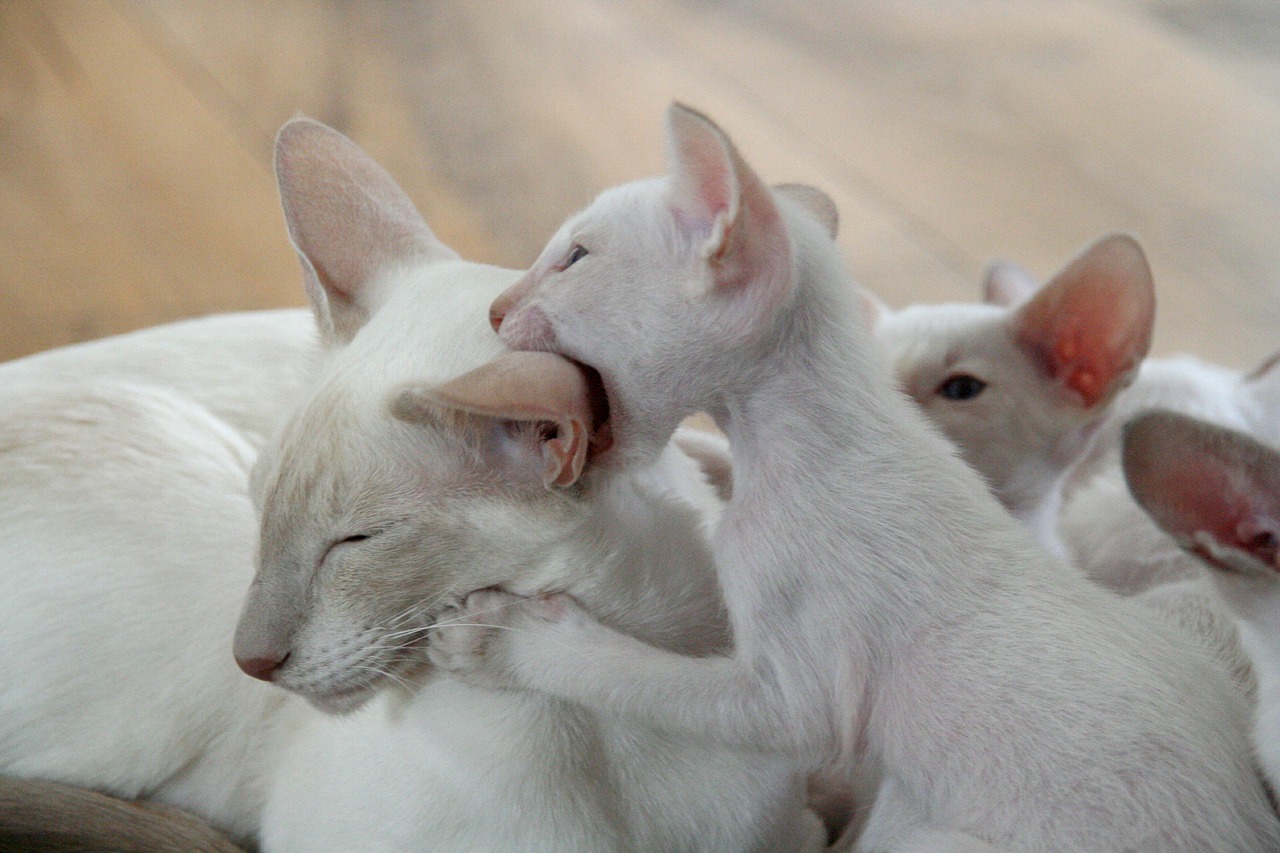 Ini 6 Fakta Unik Kucing Siam yang Belum Kamu Tahu, Berat Kucing Siam