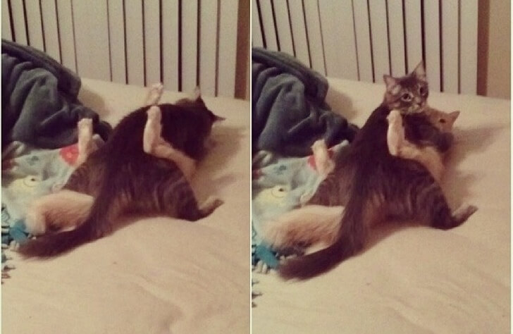 27 Guilty Pets Who Did Not Expect Their Owners To Be Home