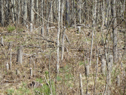 trees cut by beaver