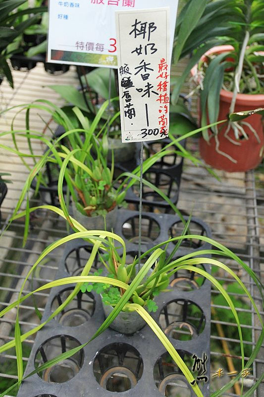 蘭科植物園蘭花溫室