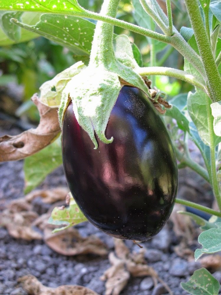 eggplant plant