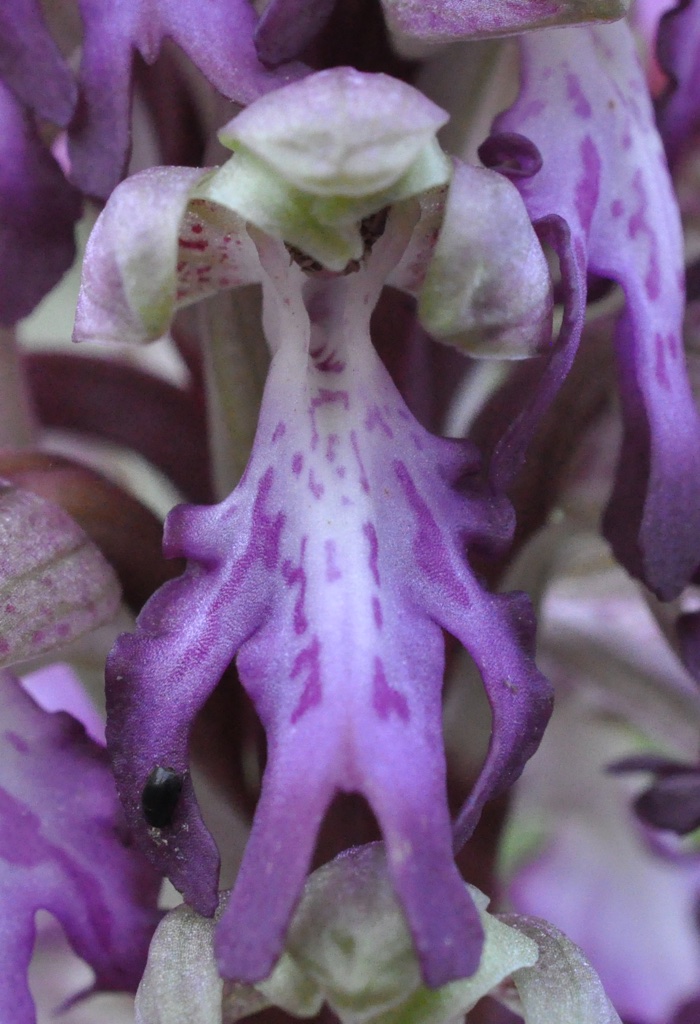 Himantoglossum robertianum Himantoglossum robertianum