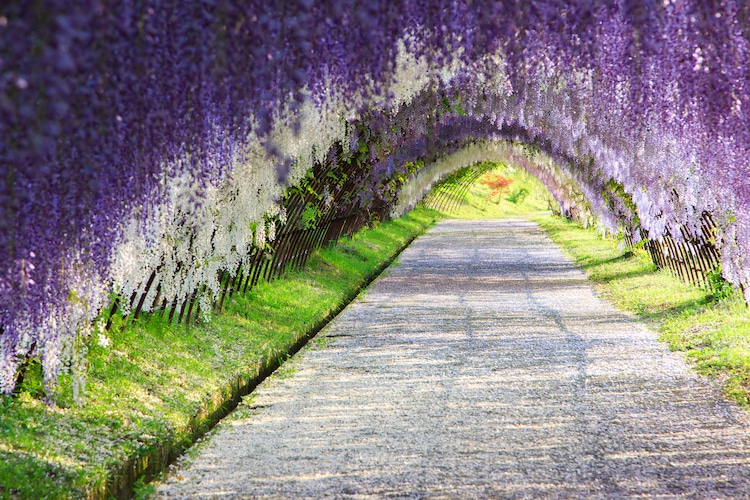 Mesmerizing Pictures Of Japan’s Enchanting Wisteria Tree Tunnels