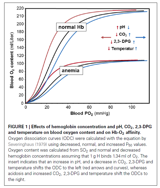 Muscle Oxygen Training O2 desaturation during acidosis the Bohr effect
