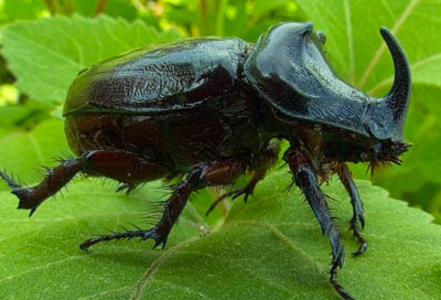 cuál es el insecto más fuerte del mundo medio ambiente
