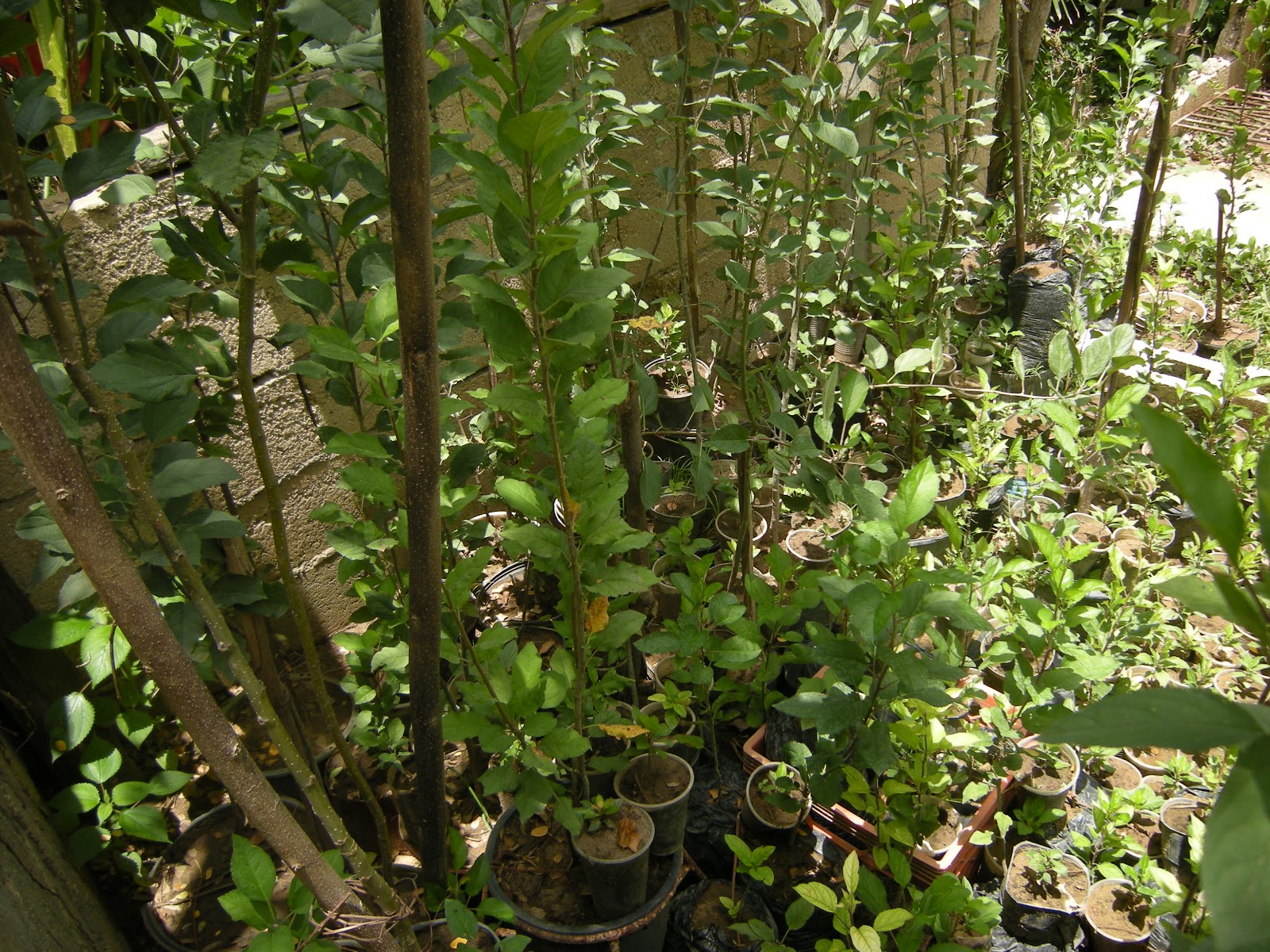 Growing apples in Jamaica