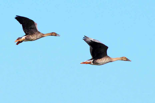birds flying, geese
