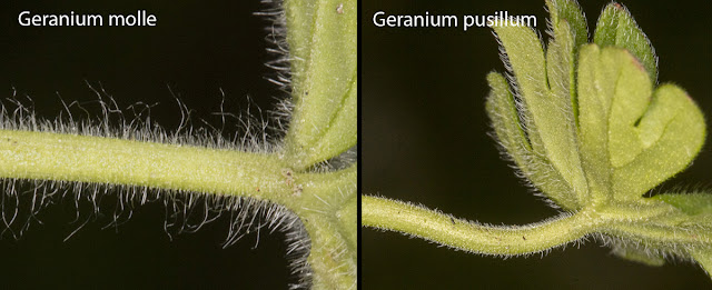 Petiole hair comparison: Geranium molle and Geranium pusillum. Petiole hair comparison: Geranium molle and Geranium pusillum.
