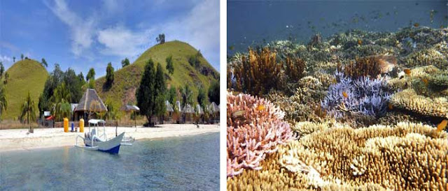Destinasi Favorit Untuk Diving Dan Snorkeling Di Nusa Tenggara Timur 