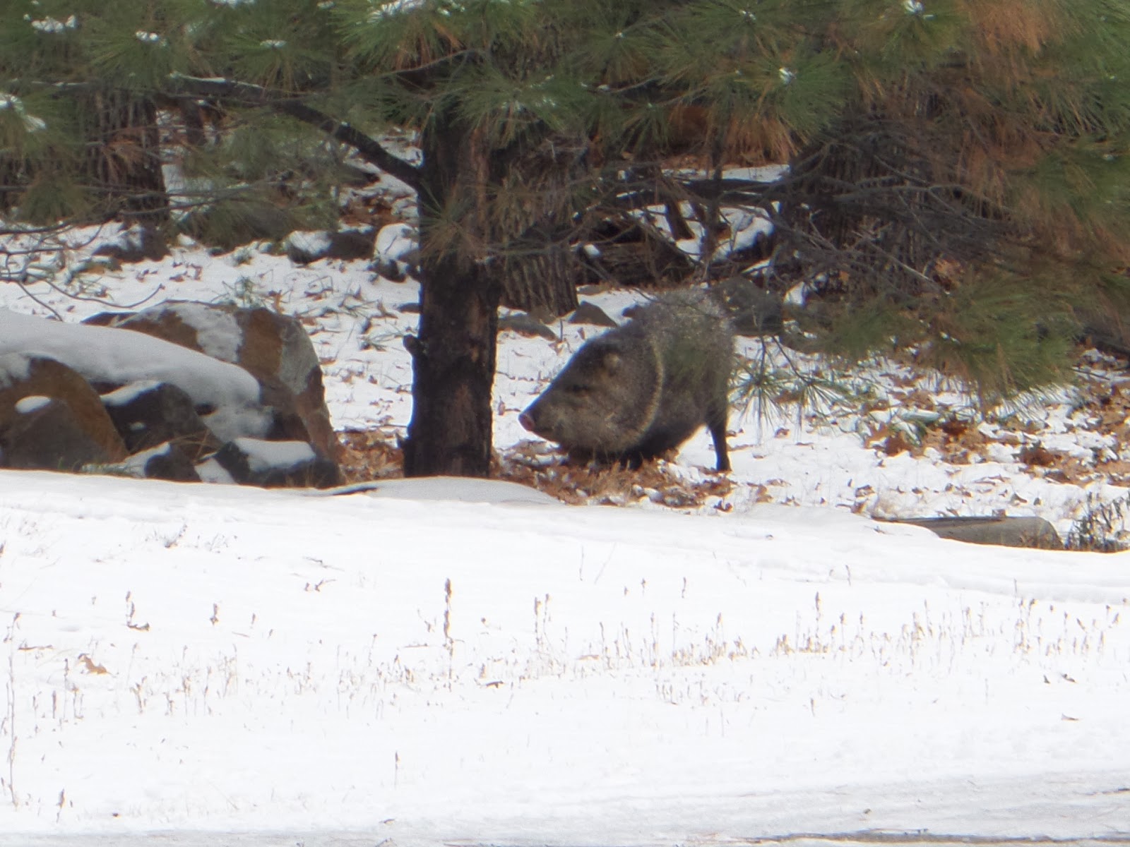 Ryan J. Williams Photography Winter in Munds Park, Arizona