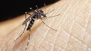 FAKTA bARU YANG DITEMUKAN TERKAIT DENGAN VIRUS ZIKA FAKTA bARU YANG DITEMUKAN TERKAIT DENGAN VIRUS ZIKA