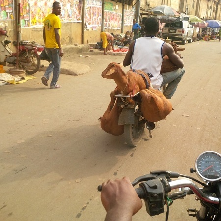 Omg! See How This Okada Man Carried 4 Goats on His Bike in Onitsha (Photos)