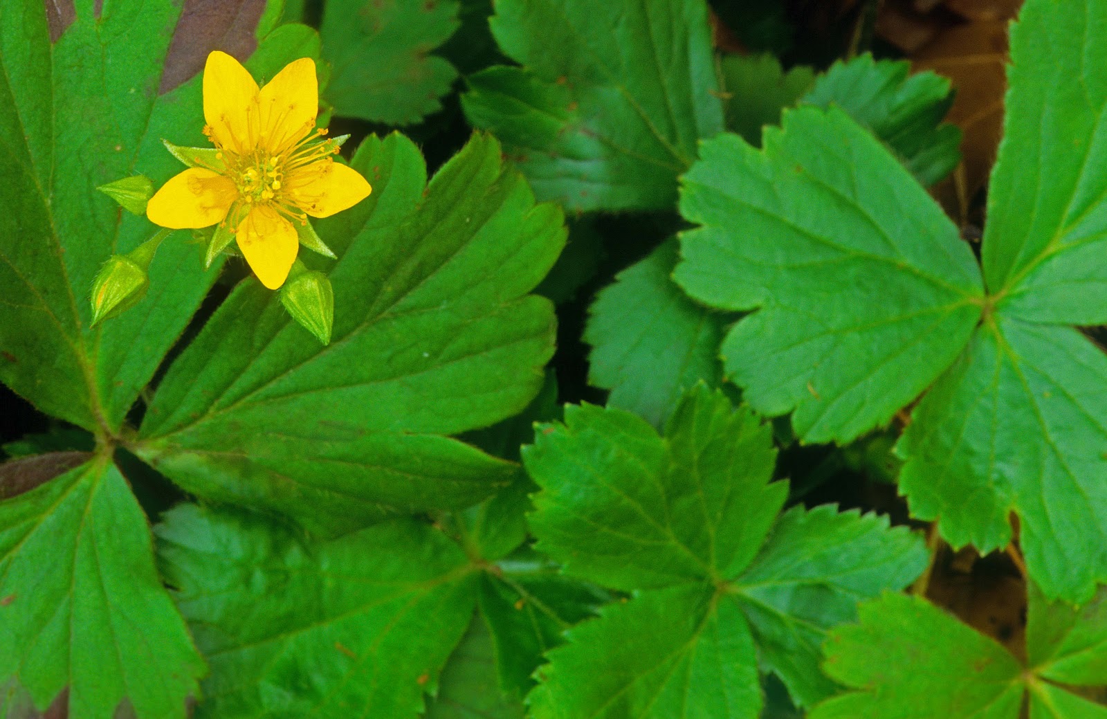 Kentucky Native Plant and Wildlife Plants of the Week Appalachian