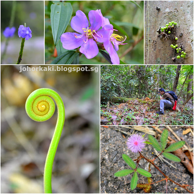 Trekking at Hutan Lipur Gunung Pulai Recreational Forest in Johor Malaysia Hutan-Lipur-Gunung-Pulai-Recreational-Forest-Johor-Malaysia