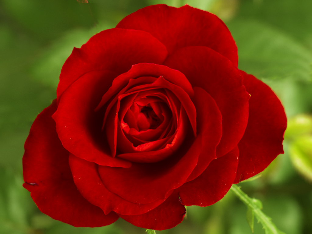 Beautiful Red Rose Wallpaper ~ Artline : Feel The Creation!