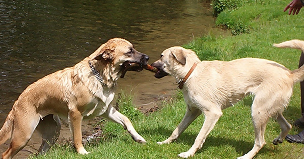 Finde Singles mit Hund und anderen Interessen