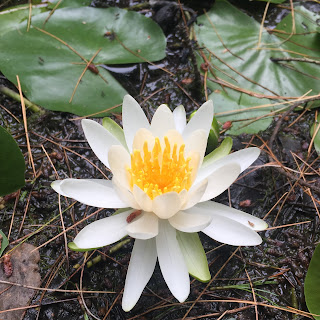 Bantam-White-Memorial-Conservation-Center-Connecticut-wildlife-water-lilies Bantam-White-Memorial-Conservation-Center-Connecticut-wildlife-water-lilies