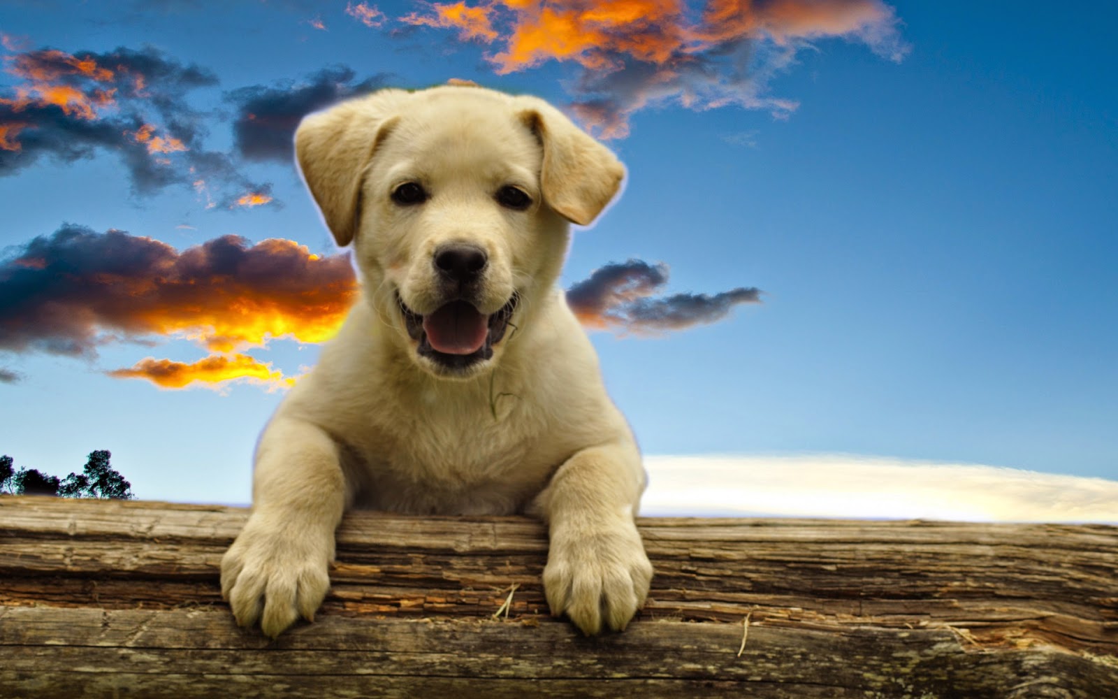 mały labrador, szczeniak, fajne pieski, małe psy na tapetę, szczeniaki