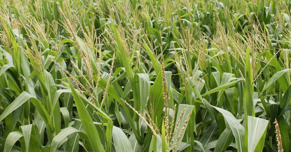 Corn, Beans, Pigs and Kids What is a Corn Tassel?