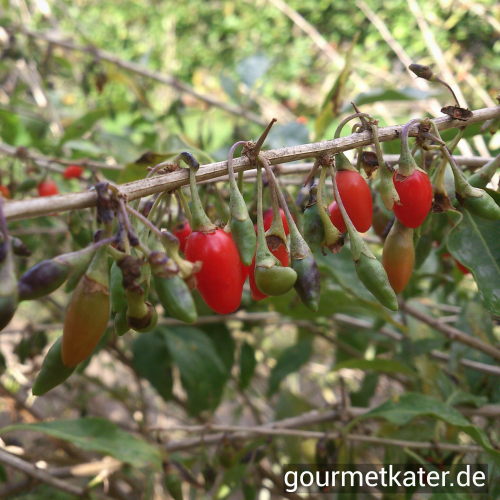 Goji-Beeren