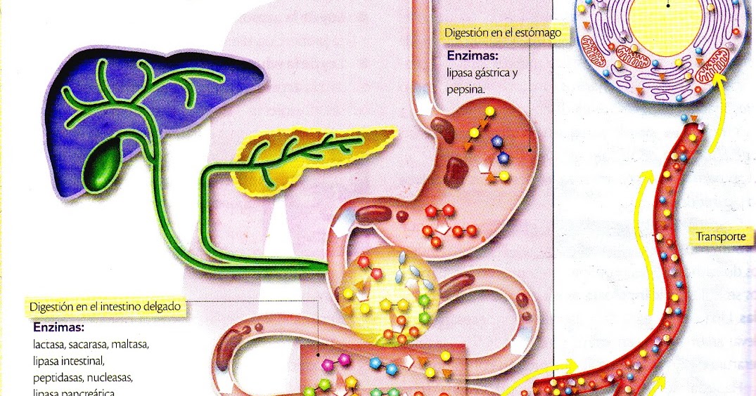 Practica Docente Importancia de los Fluidos Corporales COLLAGE DE LA PRACTICA