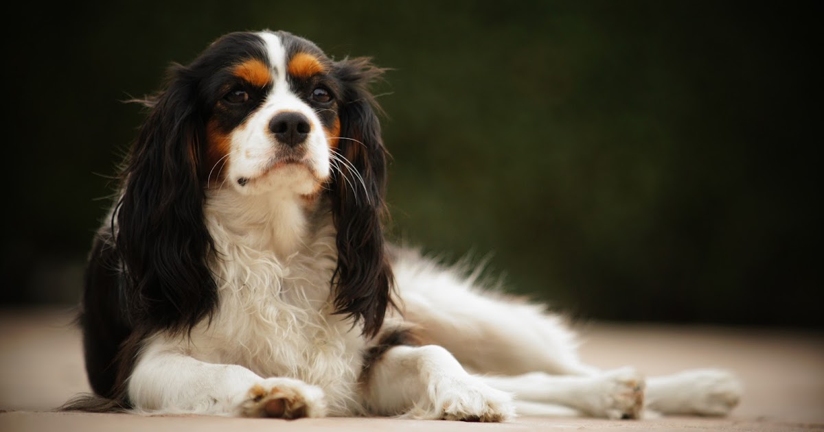 4 of the best dog breeds for older people and the elderly
