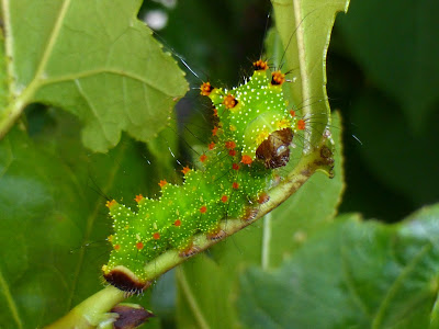 Actias maenas caterpillar Actias maenas caterpillar