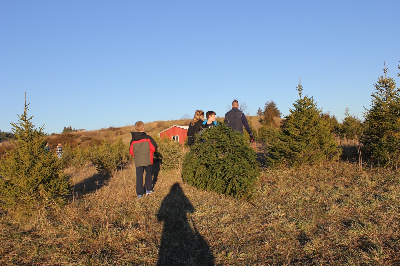 The Yellow Cape Cod Everything You Need To Know About A Fresh Cut