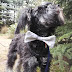 Elegancki piesek