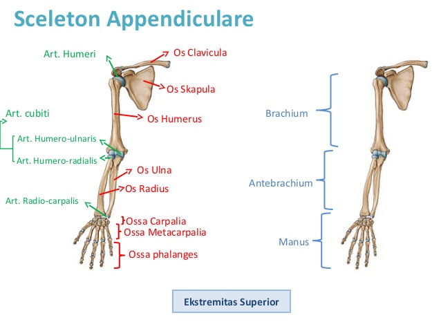 Jenis Jenis Rangka Apendikular Bagian Ekstremitas Atas Biologi Edukasi Belajar Sains Biologi