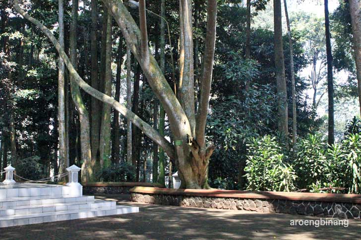 taman hutan raya ir. h. juanda bandung