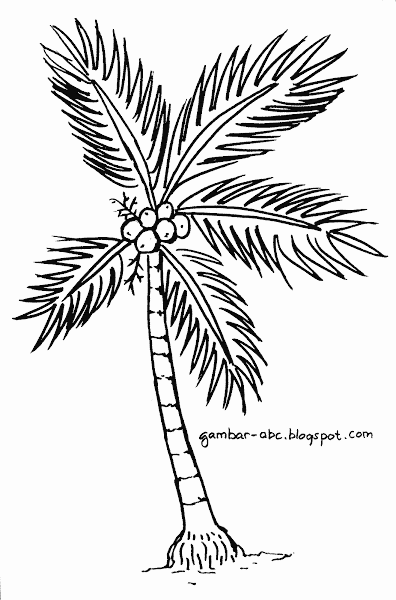 gambar pohon kelapa