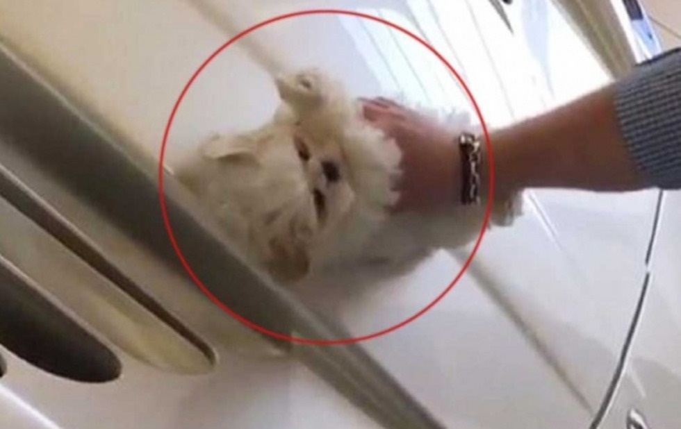 Video donde limpian auto de lujo con perrito indigna en redes