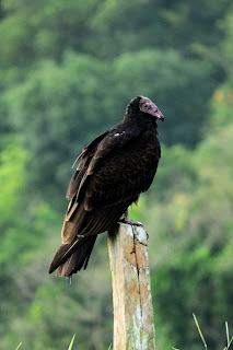 vulture on fence post