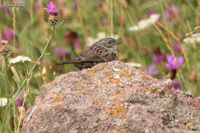 Pardal de bardissa (Prunella modularis)