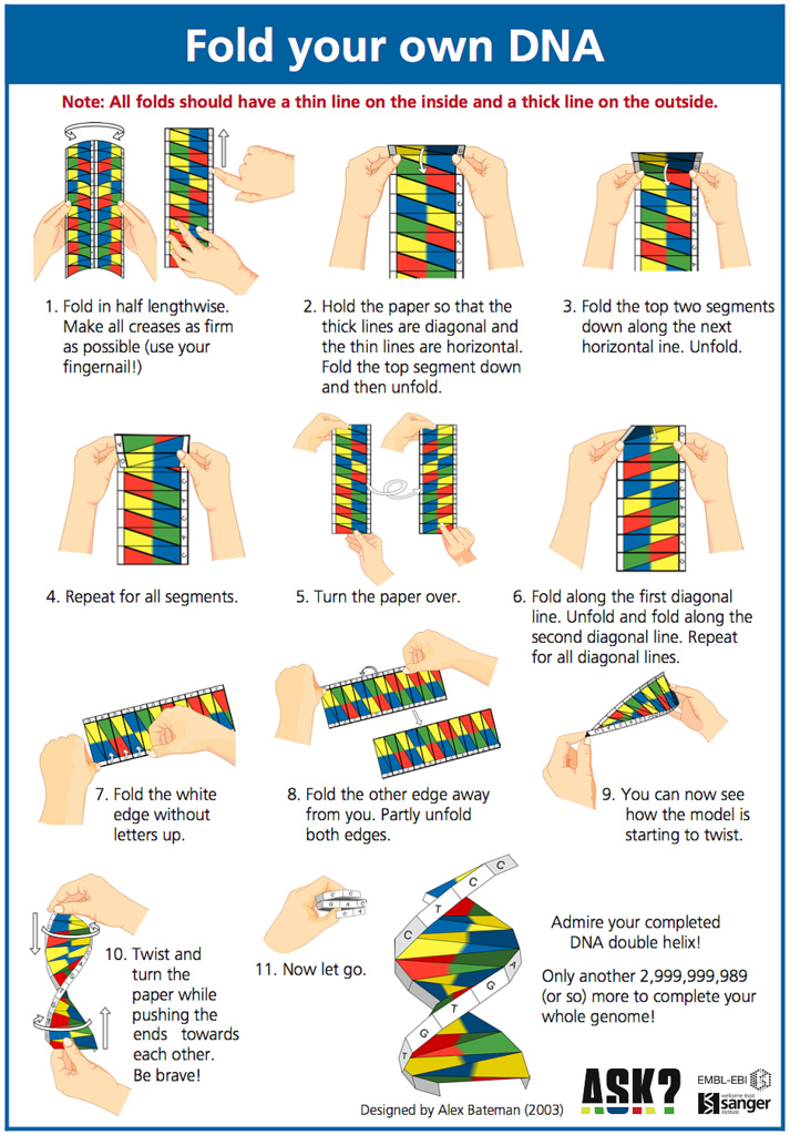Pin by justyna kabelkov on biology for kids dna project dna 