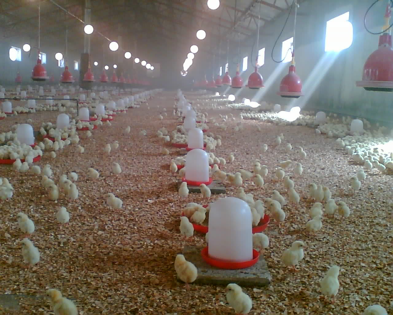 Starting Poultry Egg Farming Business Plan (PDF)