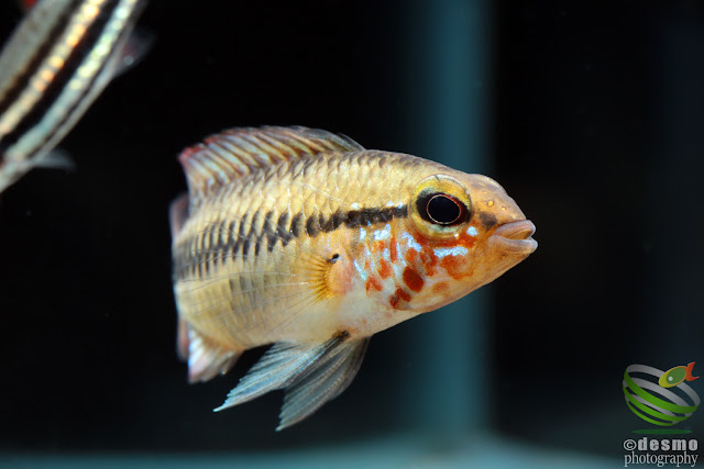 Apistogramma sp. rautenband