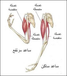 العضلات, عضلات الجسم, عضلات, جسم الإنسان, حركة العضلات
