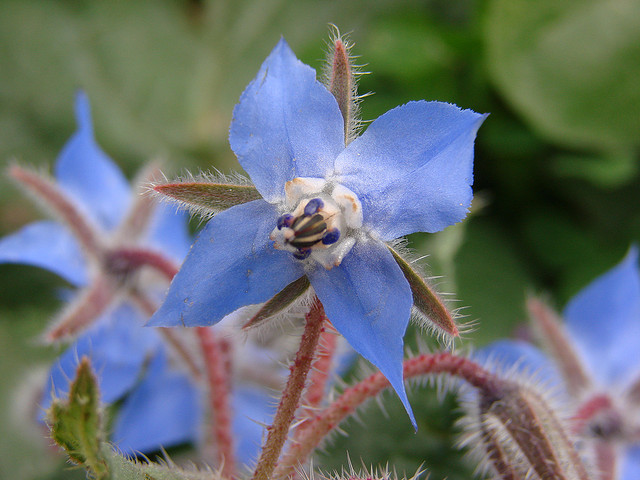 flor de borago