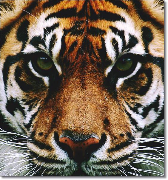 new year tiger lucky numbers tiger zodiac january 2017 lucky numbers numerology chart new year tiger lucky numbers tiger zodiac january 2017 lucky numbers numerology chart