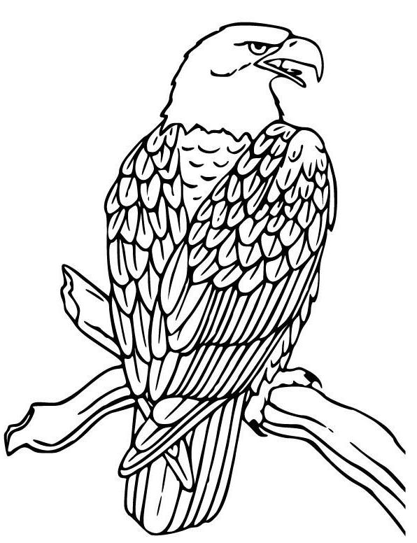 Ausmalbilder Adler, Bild Malvorlage, Malvorlagen Vögel - Malvorlage Gratis