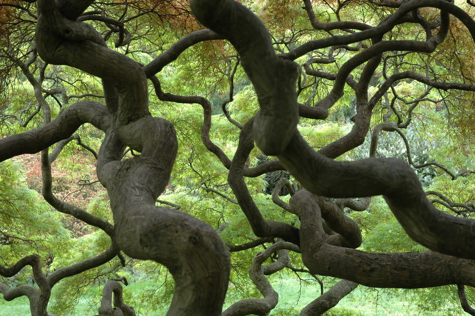 Images and More: Another Way to See a Tree