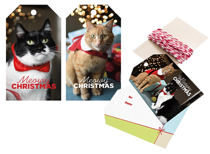 GLOGIRLY Gift Wrapping Cats