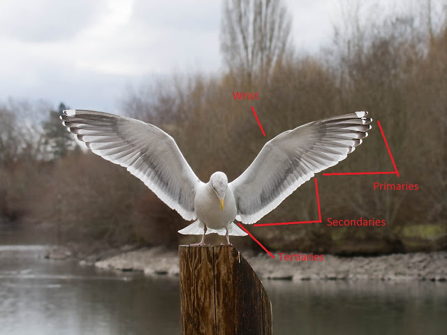Figure 2: Most gulls, like this Western Gull, have 10 primaries, 24 secondaries, and a few true tertials.