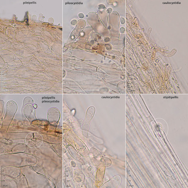 Hydropus trichoderma