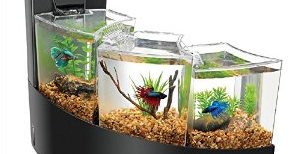 Ikan Laga Betta Fish Tanks Bentuk Akuarium Ikan Cupang Indah